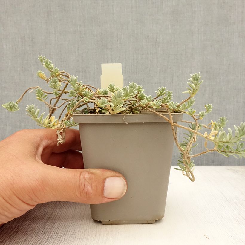 Alyssum montanum Berggold 8/9 cm pot sample as delivered in summer