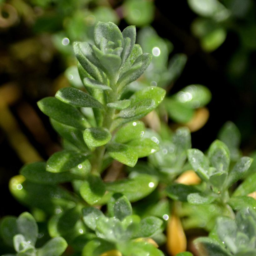 Alyssum montanum Berggold (Foliage)