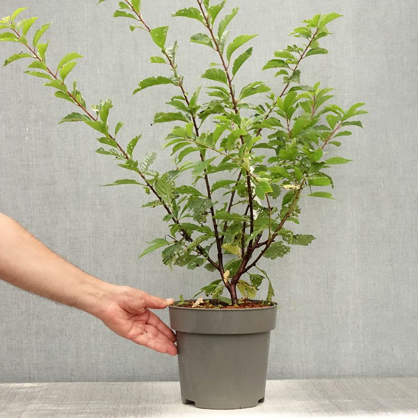 Prunus triloba - Flowering Almond 2L/3L pot sample as delivered in summer