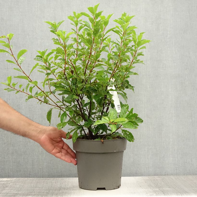 Prunus triloba - Flowering Almond 4L/5L pot sample as delivered in summer