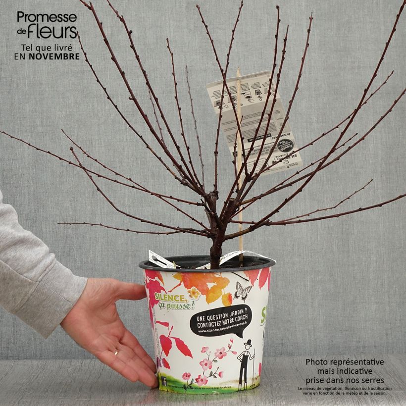 Prunus triloba Multiplex - Flowering Almond 4L/5L pot sample as delivered in autumn