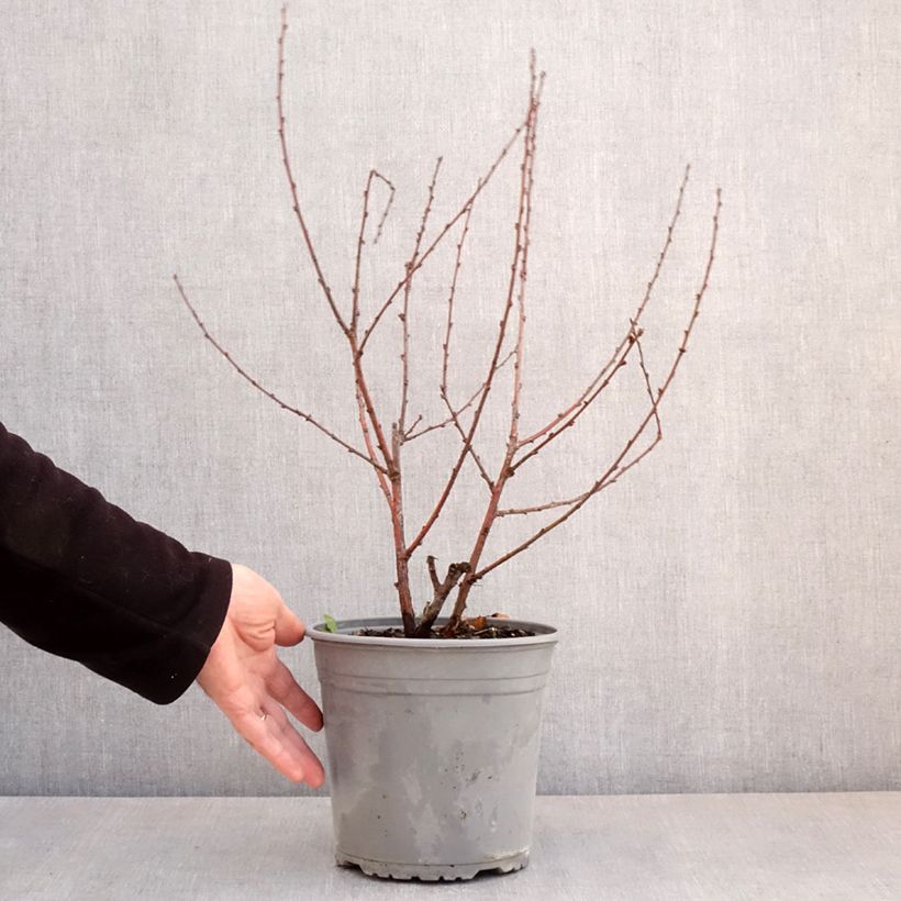Prunus triloba Multiplex - Flowering Almond 4L/5L potShipped height around 40cm sample as delivered in spring