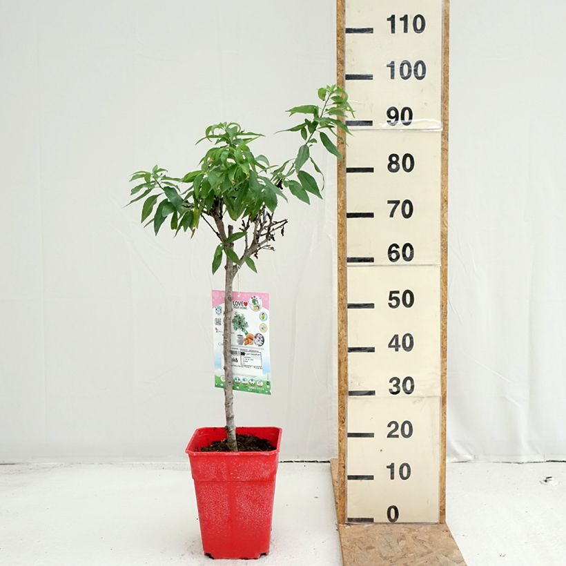 Dwarf Almond Garden Prince 6L/7L pot, Dwarf sample as delivered in summer