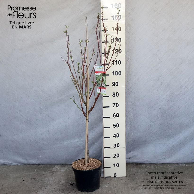 Prunus dulcis Princesse - Almond Tree sample as delivered in spring