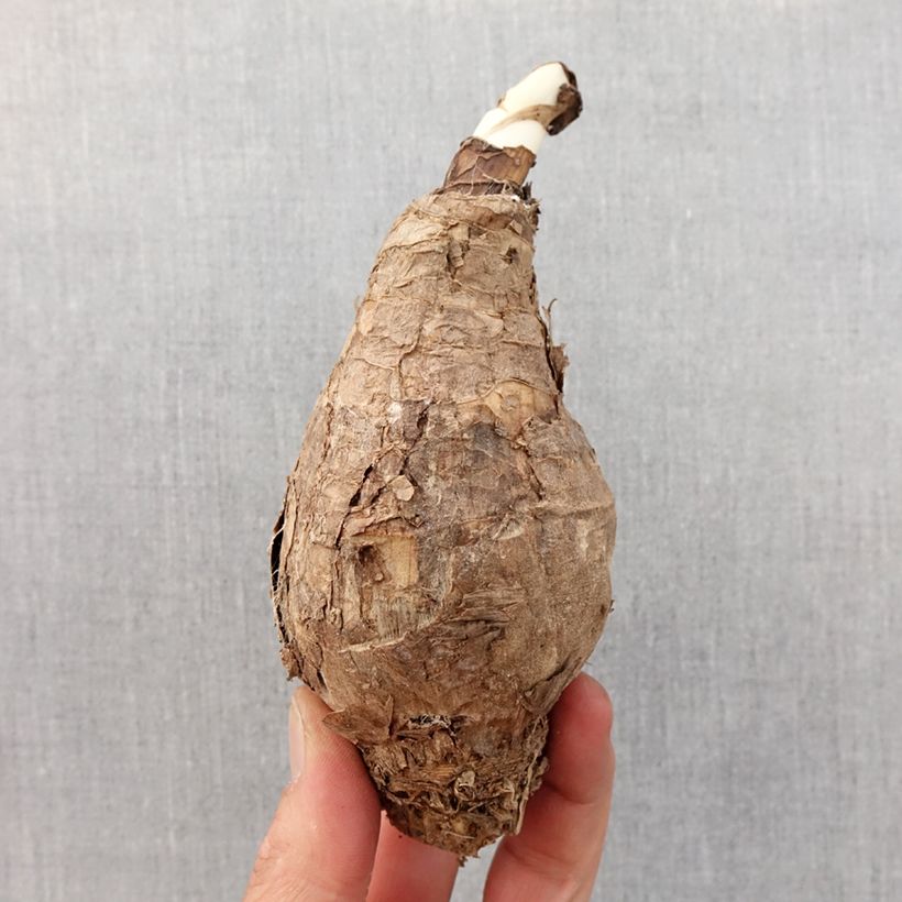 Amarcrinum Howardii - Hybrid Amaryllis Bulb size 20+ sample as delivered in spring
