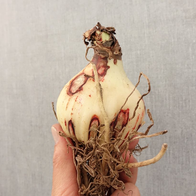 Hippeastrum Amputo - Amaryllis Bulb size 30+ sample as delivered in spring