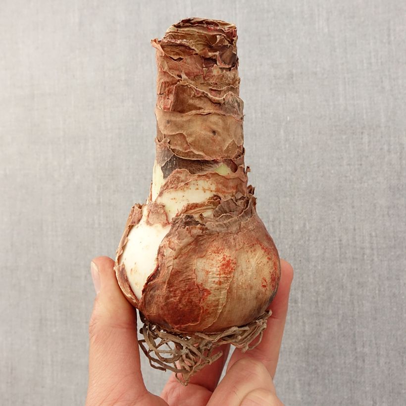 Hippeastrum Apple Blossom - Amaryllis Bulb size 30/32 sample as delivered in spring