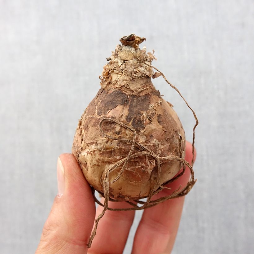 Amaryllis belladonna Bulb size 20+ sample as delivered in spring