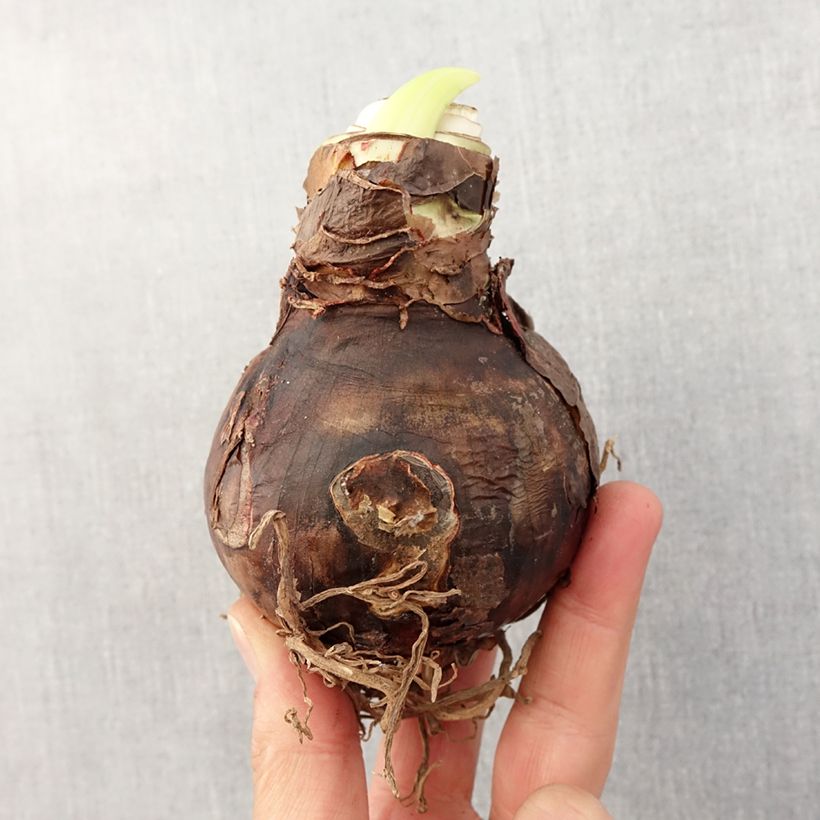 Hippeastrum Benfica Bulb size 30/32 sample as delivered in spring