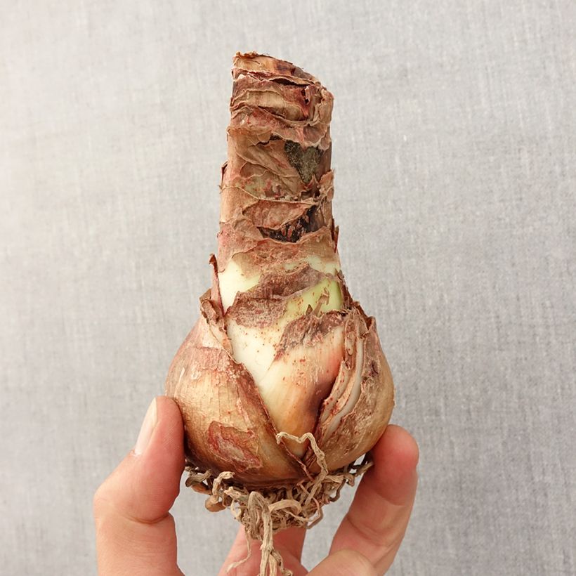 Hippeastrum Double Aphrodite - Amaryllis Bulb size 24/26 sample as delivered in spring
