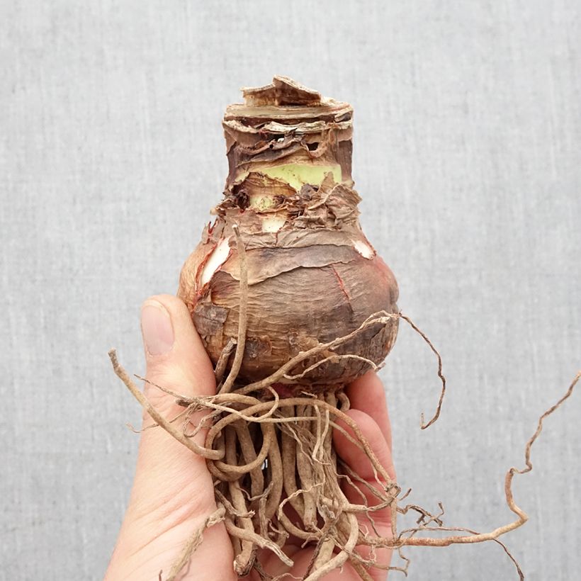 Hippeastrum Elvas - Amaryllis sample as delivered in spring