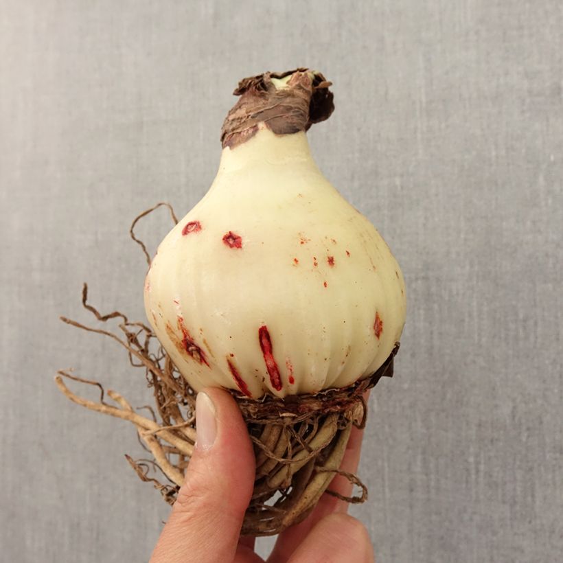 Hippeastrum Exotic Peacock Bulb size 28/30 sample as delivered in spring