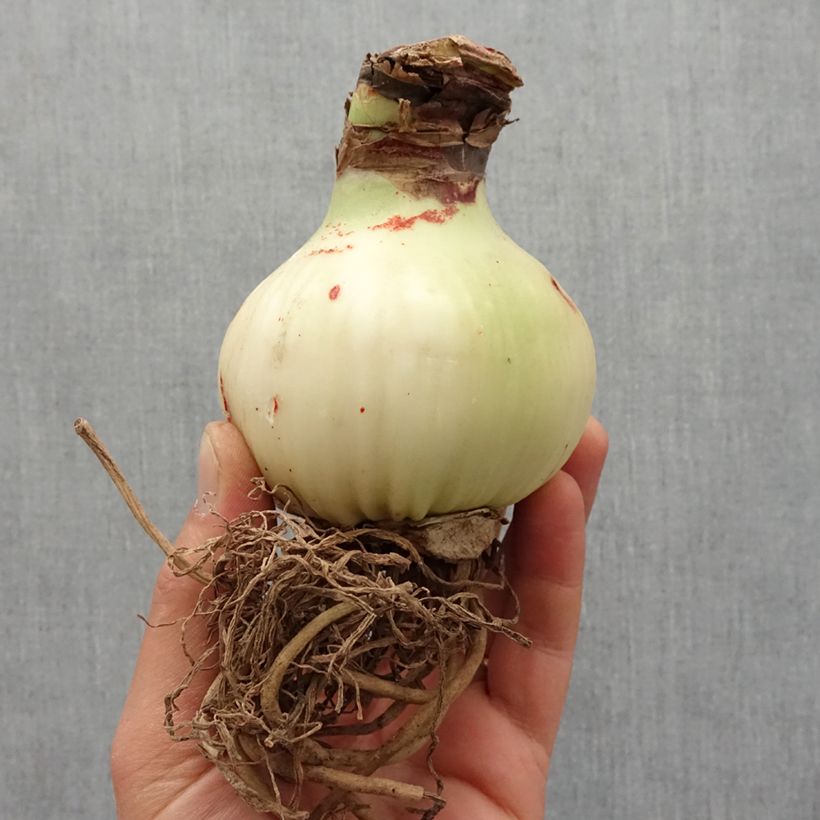 Hippeastrum Gervase - Amaryllis Bulb size 24/26 sample as delivered in spring