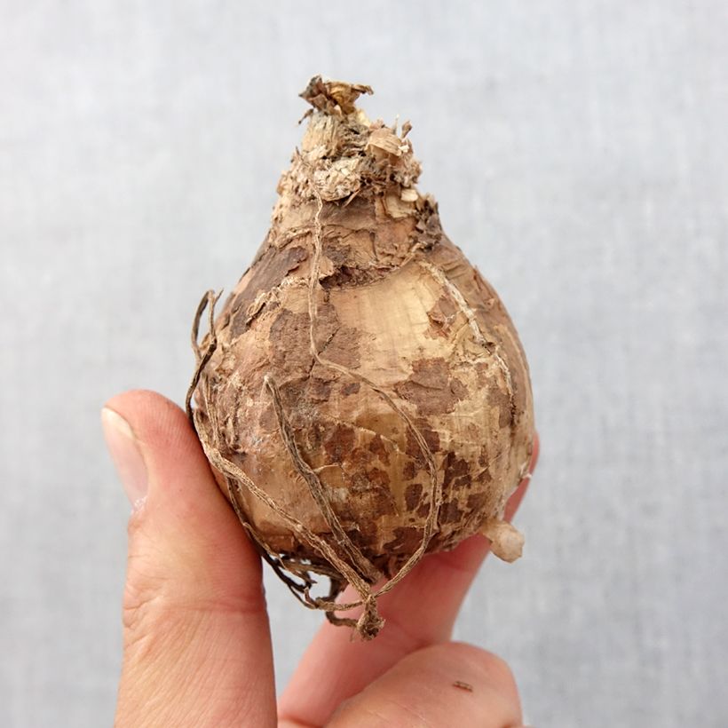 Hippeastrum Misty - Amaryllis Bulb size 36+ sample as delivered in spring
