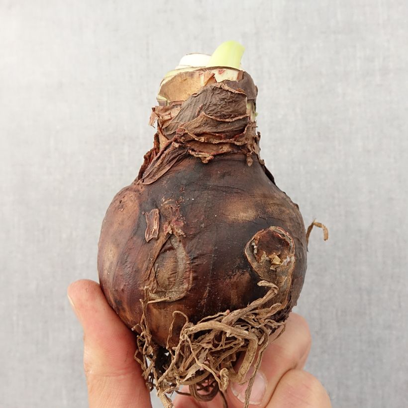 Hippeastrum Orange Souvereign - Amaryllis Bulb size 30/32 sample as delivered in spring