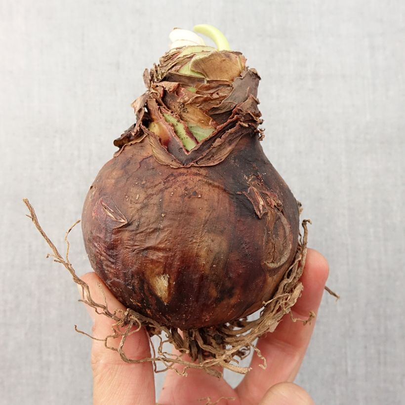Hippeastrum Picotee - Amaryllis Bulb size 28/30 sample as delivered in spring