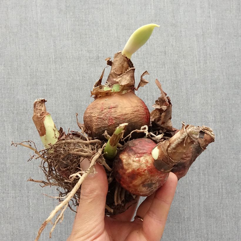 Hippeastrum  White Garden sample as delivered in spring