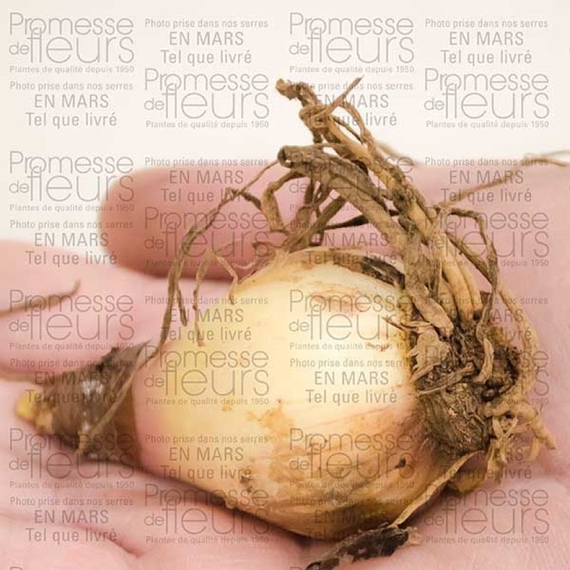Example of Cyrtantus elatus red Bulb size 12+ specimen as delivered