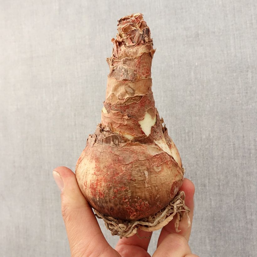 Hippeastrum Rose Cybister - Amaryllis Bulb size 30/32 sample as delivered in spring