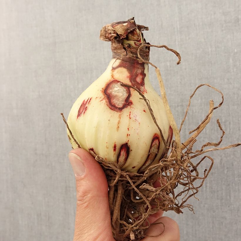 Hippeastrum Rosy Star - Amaryllis Bulb size 28/30 sample as delivered in spring