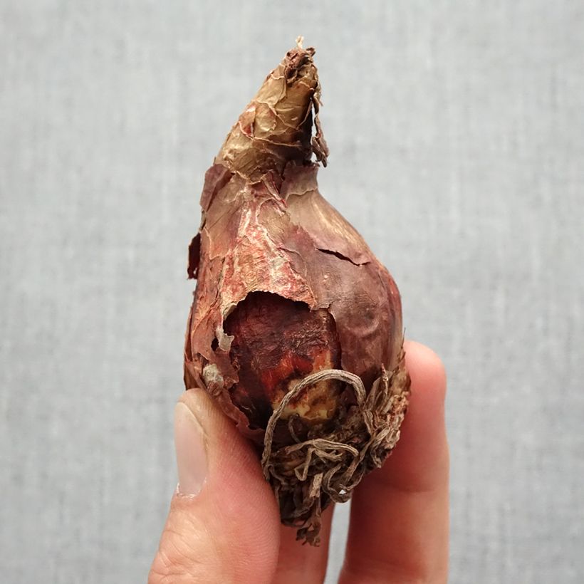 Hippeastrum sonatini Alasca Bulb size 14+ sample as delivered in spring