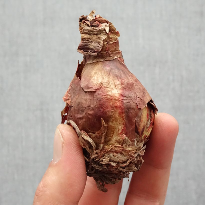 Hippeastrum sonatini Balentino Bulb size 14/16 sample as delivered in spring