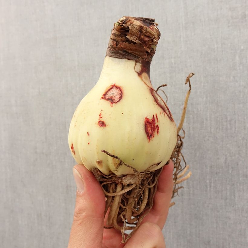 Hippeastrum  Yellow Star Bulb size 30/32 sample as delivered in spring