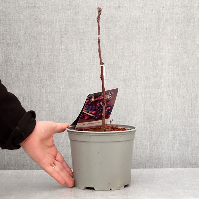 Amelanchier alnifolia GreatBerry Aroma - Saskatoon 3L/4L pot sample as delivered in winter