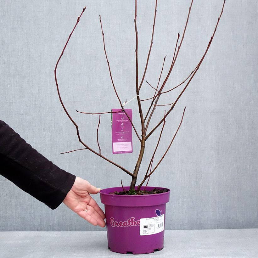 Amelanchier alnifolia GreatBerry Farm - Saskatoon 3L/4L pot sample as delivered in winter