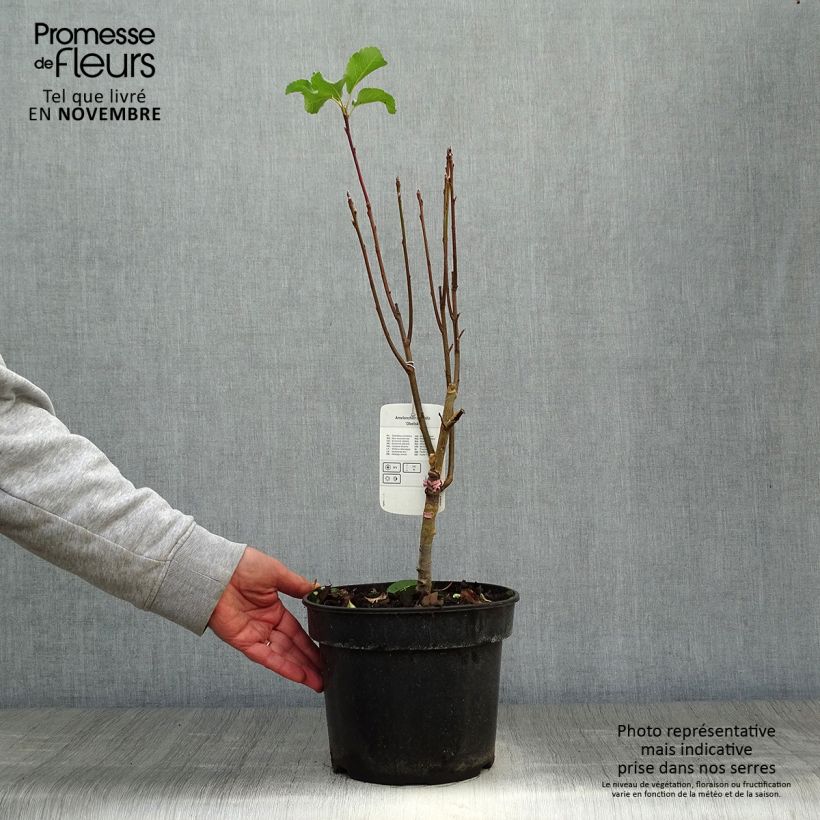 Amelanchier alnifolia Obelisk 3L/4L pot sample as delivered in autumn