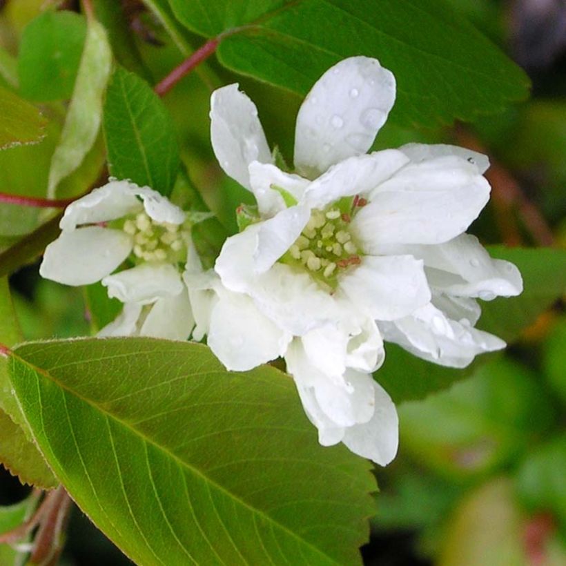 Amelanchier alnifolia (Flowering)