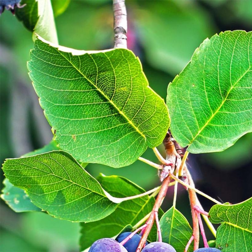 Amelanchier alnifolia (Foliage)