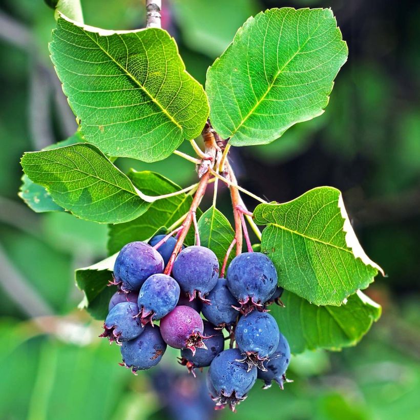 Amelanchier alnifolia (Harvest)