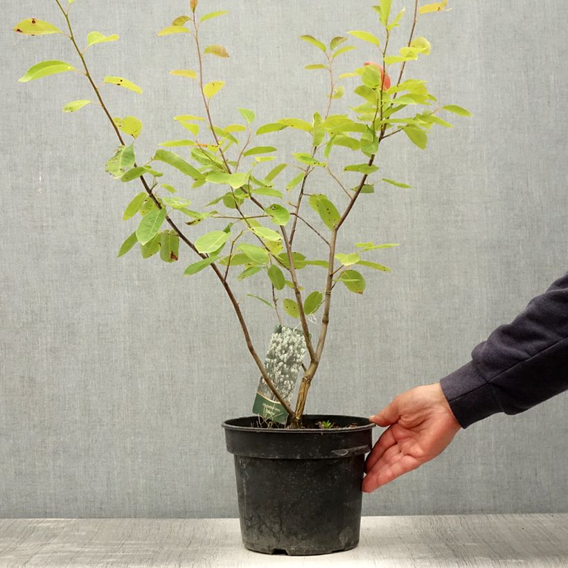 Amelanchier laevis Ballerina 7.5L/10L pot sample as delivered in summer