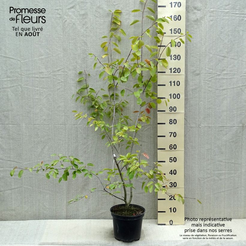 Amelanchier canadensis - Amélanchier du Canada Pot de 7,5L/10L sample as delivered in summer