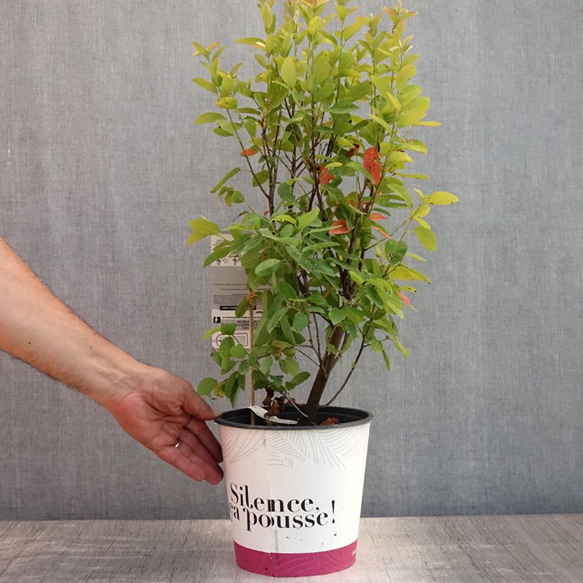 Amelanchier canadensis October Flame 4L/5L pot sample as delivered in summer