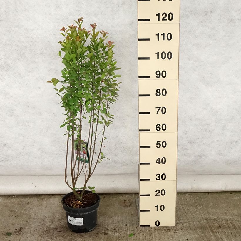 Amelanchier canadensis Rainbow Pillar 4L/5L pot sample as delivered in summer