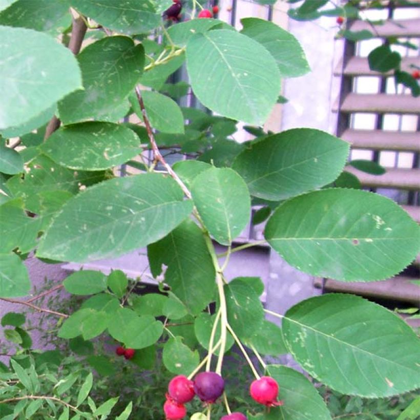 Amelanchier lamarckii (Foliage)