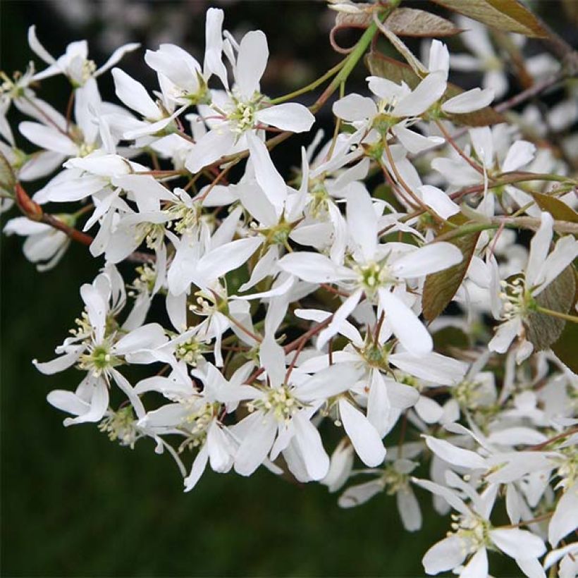 Amelanchier lamarckii (Flowering)