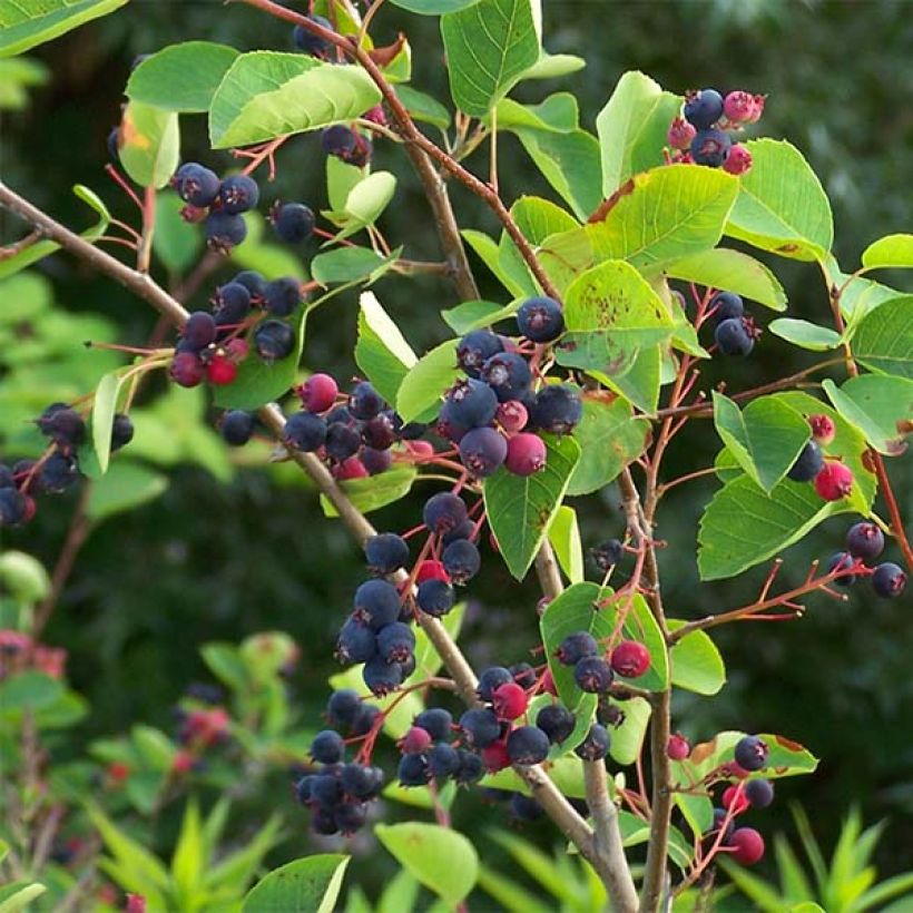 Amelanchier lamarckii (Harvest)