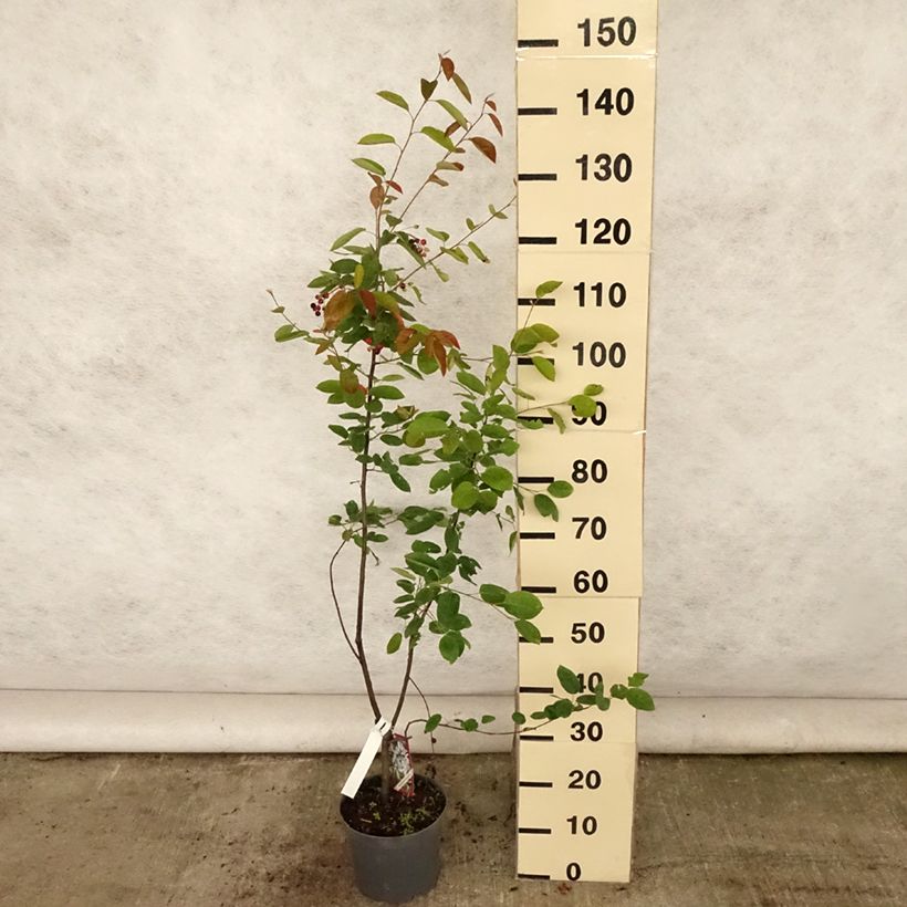 Amelanchier lamarckii 3L/4L pot sample as delivered in summer