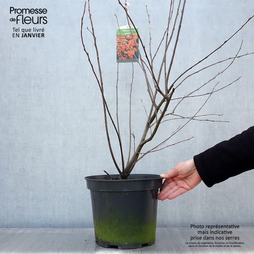 Amelanchier lamarckii 7.5L/10L pot sample as delivered in winter
