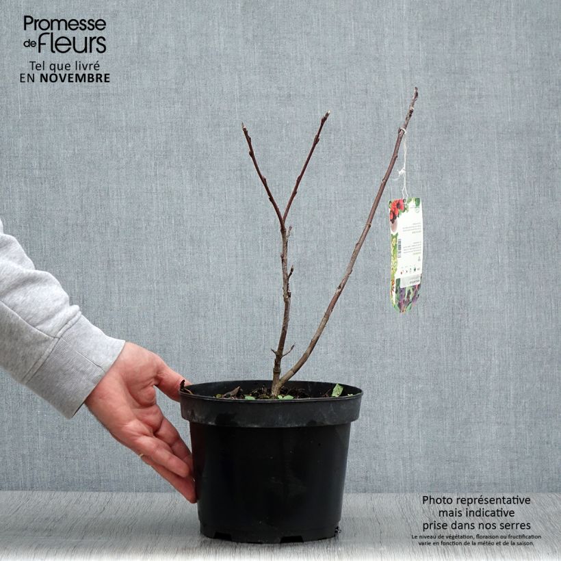 Amelanchier alnifolia Smoky 2L/3L pot sample as delivered in autumn