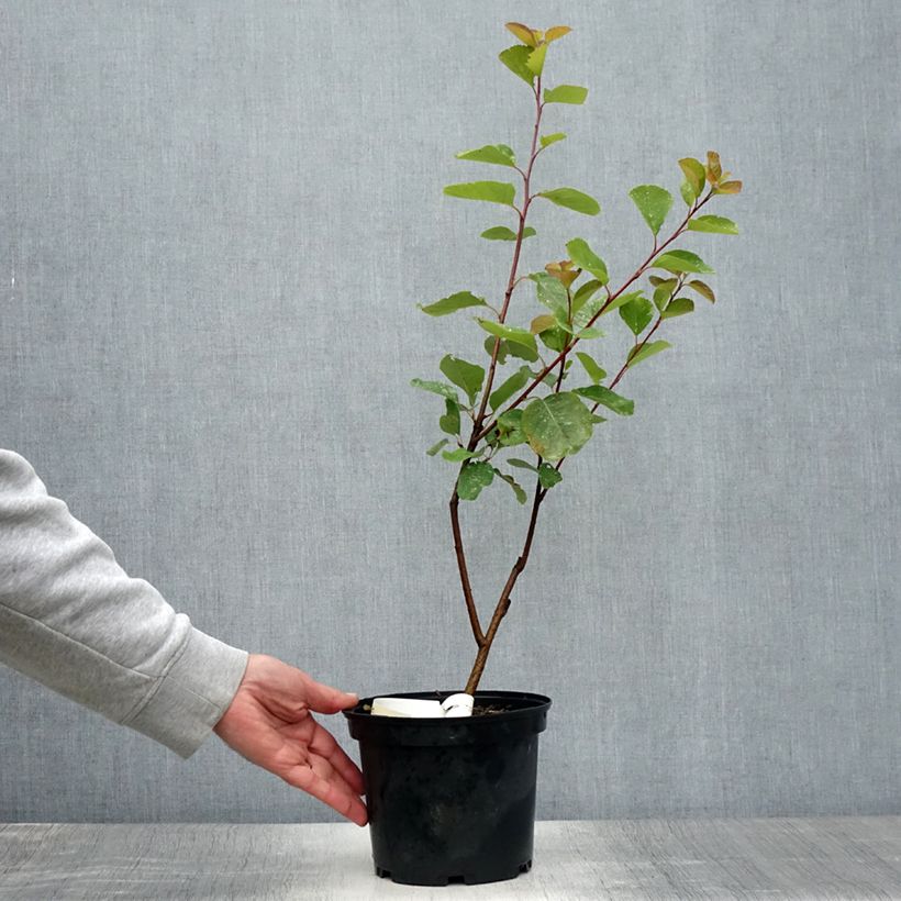 Amelanchier alnifolia Thiessen 2L/3L pot sample as delivered in summer