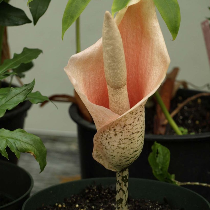Amorphophallus bulbifer - Voodoo Lily (Flowering)