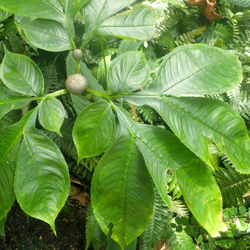 Amorphophallus bulbifer - Voodoo Lily (Foliage)