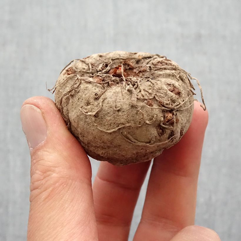 Amorphophallus napalensis - Voodoo Lily Bulb size 16+ sample as delivered in spring
