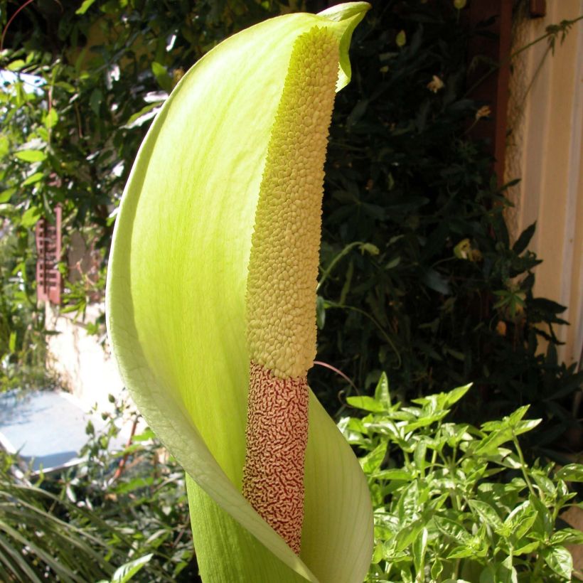 Amorphophallus napalensis - Voodoo Lily (Flowering)