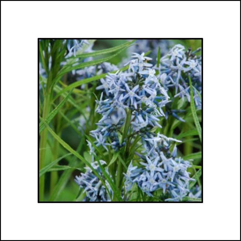 Amsonia ciliata Ernst Pagels (Flowering)