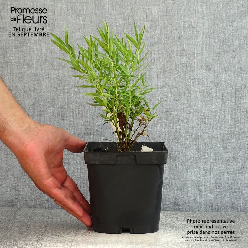 Amsonia Blue Ice 2L/3L pot sample as delivered in summer